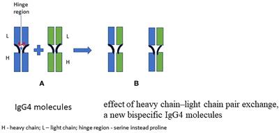 The Role of IgG4 in Autoimmunity and Rheumatic Diseases